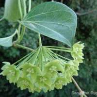 Stephanotis volubilis (L.f.) S.Reuss, Liede & Meve